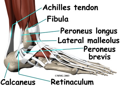 foot tendon anatomy diagram