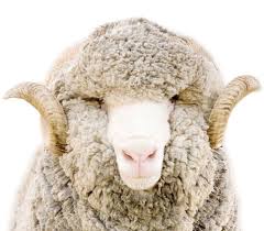 Merino Wool vs Wool. What's the difference?
