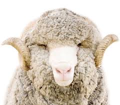 merino wool